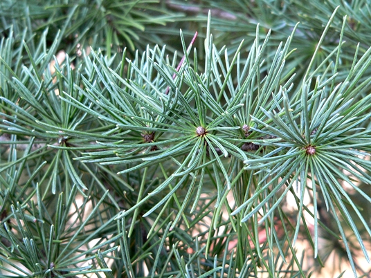 {Cedrus deodara}